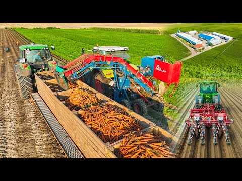 Sárgarépa vetés / feldolgozás | Carrot Harvesting | 8270R + Grimme + Asa-lift + Wyma | Szalai László