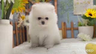 ポメラニアンの動画01