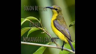 Download lagu sogon BETINA memanggil JANTAN || sogon BETINA birahi pancingan ampuh‼️ #birds #kicaumania #burung mp3