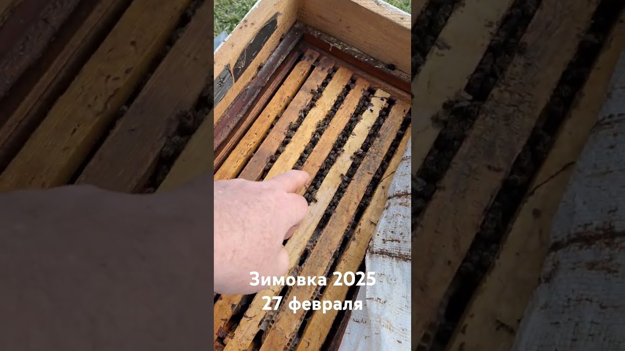 Зимовка пчёл в лежаке на воле. Пчеловодство в