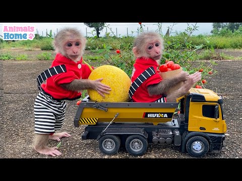 BiBi goes to harvest on the farm Vlogs