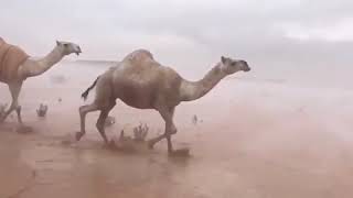 دعوتك ربي ومن لي سواك د عبدالعزيز الأحمد