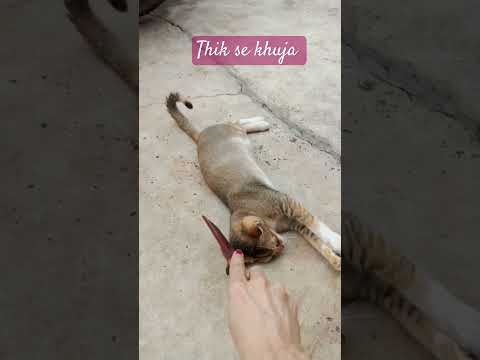 #cat #comedyvideos #catlover #funny short