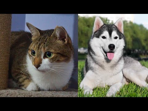 funny cats & dogs love each others | pets love owner| tiktok  musically video| english song