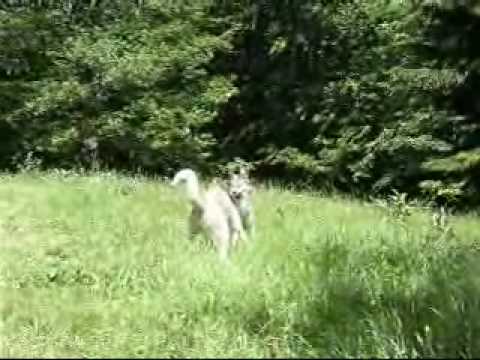 Djinn et Yama interaction.wmv