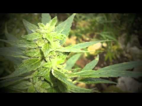 MANRI - ARRIVA LEI feat. Francone Il Presidente & Romeo