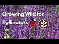 Growing Wild for Pollinators