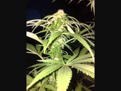 Lazan - nagrywka z nudów