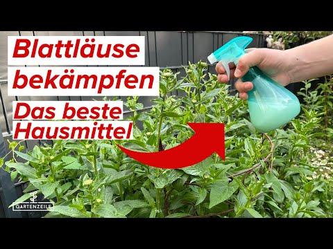 Wundermittel gegen Blattläuse – Schnell & effektiv! Ganz einfach selber mischen!