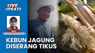 Keresahan Petani di Gunungraja Kabupaten Tanahlaut, Hama Tikus Mengganas Rusak Kebun Jagung