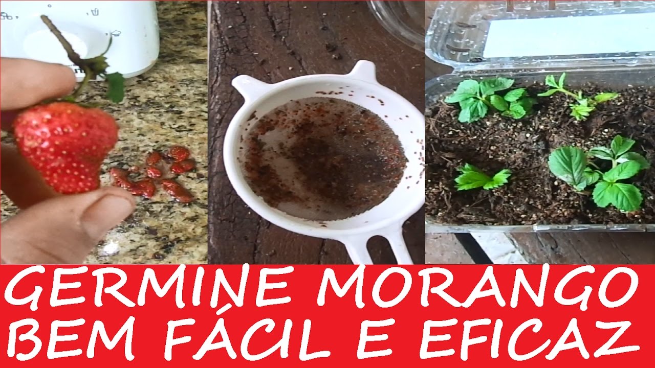 Como Germinar Morangos  (Método Simples e Eficaz)