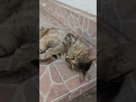 Zeena gets on the floor 🎶