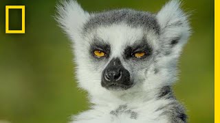 Adorable Lemurs Roam Free on This Ancient Island  