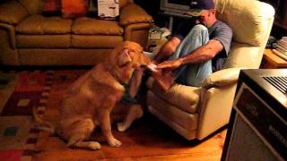Golden helps his dad put on socks