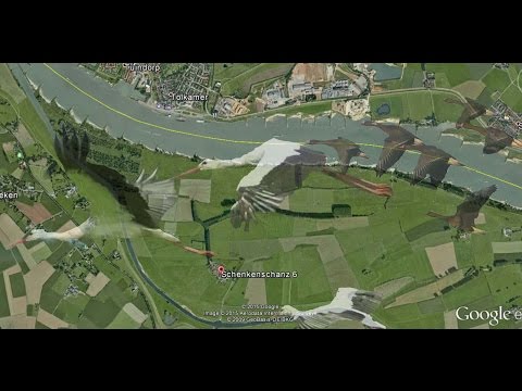 Wildlife at Salmorth 2014 - Störche , Wildgänse und Co. am Niederrhein