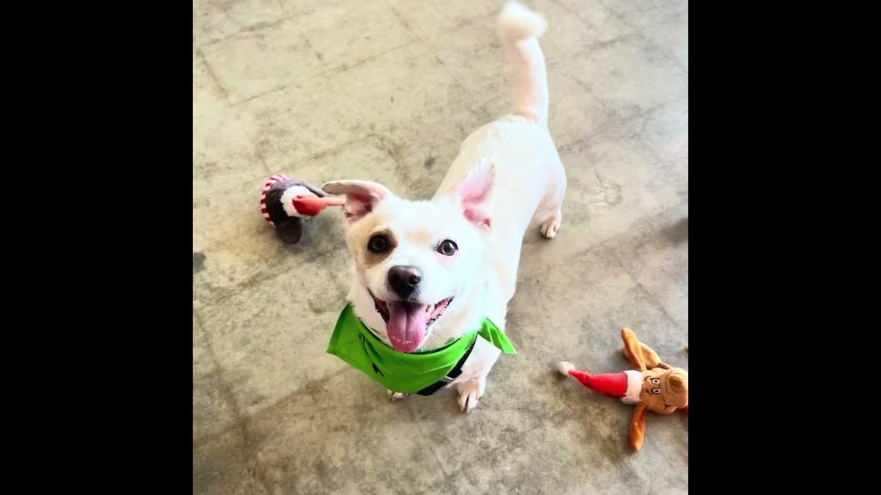 Enlarge Kane, a ADOPTABLE mixed breed in Glendora, CA video 2/6