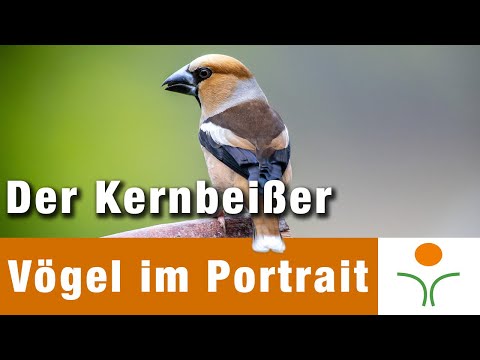 Vögel im Portrait 05 - Der Kernbeißer