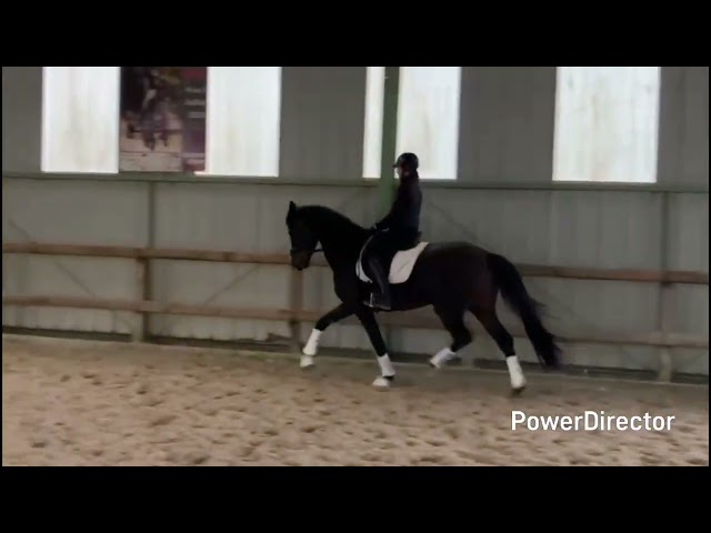 Jument dressage 
