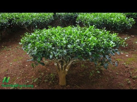 Benefits of Green Tea for Boosting Antiviral Immune Function