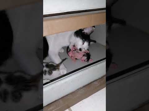 Mother cat eating the placenta and the umbilical cord of her baby kittens