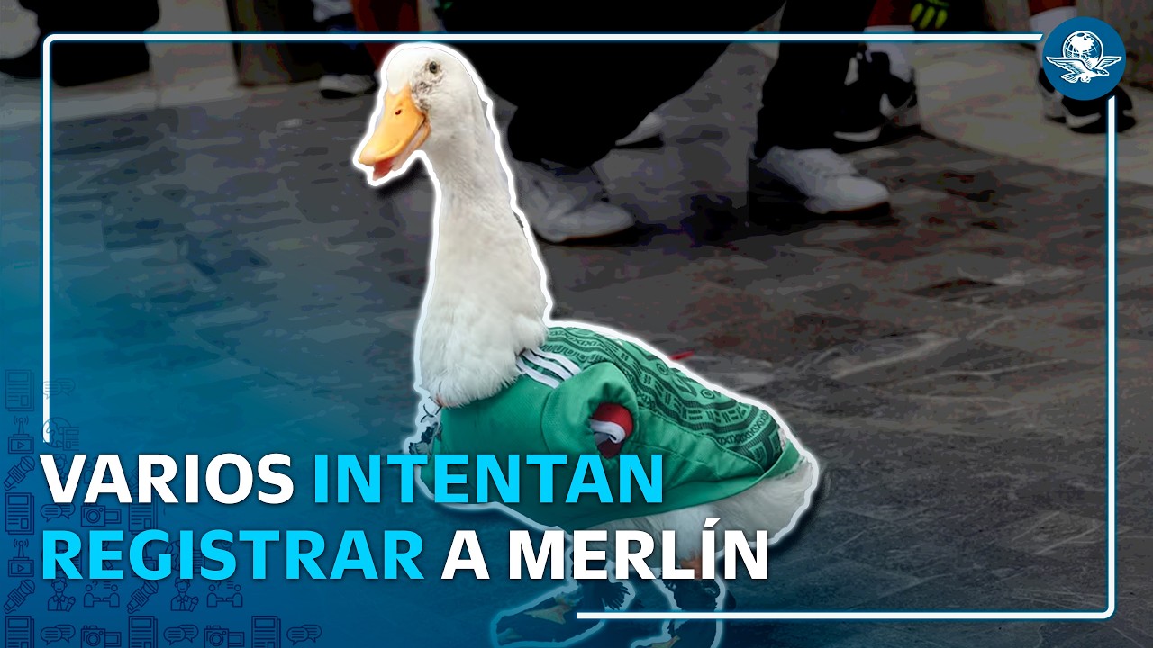 Todos quieren sacar provecho de Merlín; IMPI revisó solicitudes para registrar al Pato Merlín