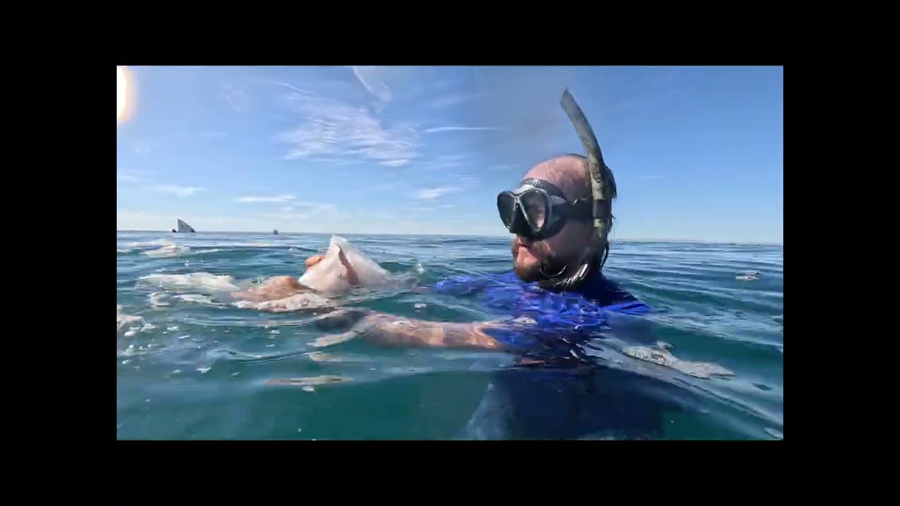 Saving Sharks in the Sea of Cortes