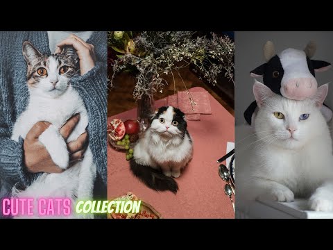 Cute Cat Collection Part 4 II Cute and Funny cats II Creative Common