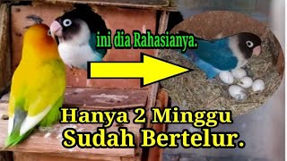 Download lagu Cara ternak Lovebird hanya 2 Minggu langsung Nelor. mp3