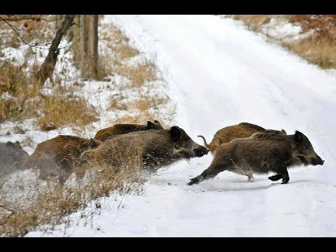 Охота на кабана,одна из лучших.