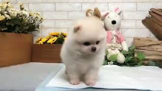 Video preview image #1 Pomeranian Puppy For Sale in SAN FRANCISCO, CA, USA
