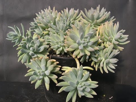 Pretty Succulents-Graptosedum 'Francesco Baldi'