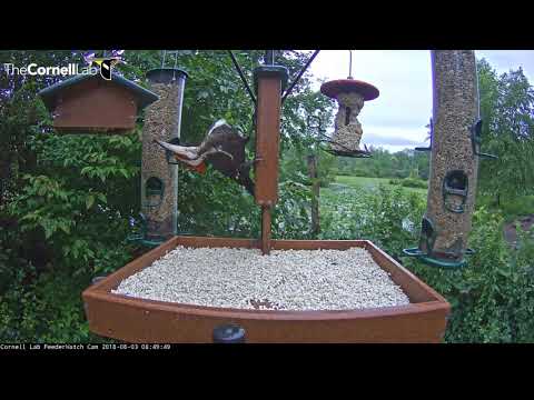 Very Vocal Pileated Woodpecker Alights On Suet Feeder – Aug. 3, 2018