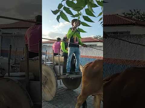 Festa de carros de boi em Ribeira do amparo ba