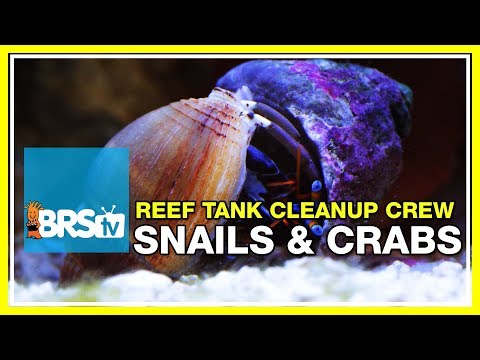 Week 23: Clean-up Crew, How Many Do I Need? | 52 Weeks of Reefing