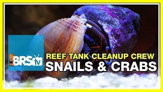 Week 23: Reef tank clean-up crews: 40 or 400? | 52 Weeks of Reefing #BRS160