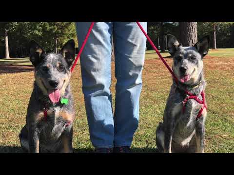 Diego - PENDING, an adopted Cattle Dog & Australian Cattle Dog / Blue Heeler Mix in Westport, CT_image-1