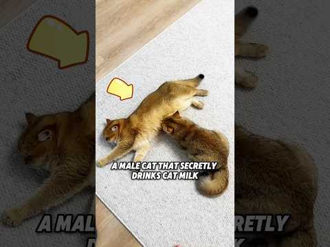 The cat is sneaking to drink another milk 😳😻🍼#cat#kitten #shorts