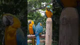 The cruise port in Cartagena Colombia has a huge bird aviary that you can explore! #cruise #ncljoy