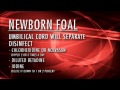 Newborn Foal Care