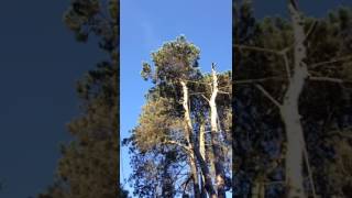 25m corsican pine removal Hassocks