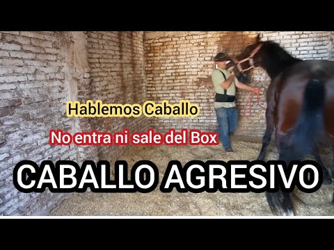 CABALLO PELIGROSO POR MAL MANEJO