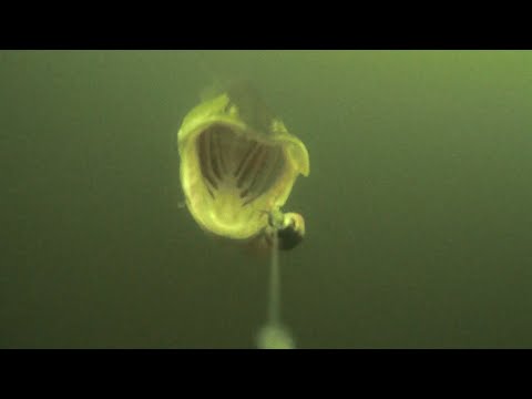 Waterwolf Pike Attacks | Underwater footage Vol.1 | Savage Gear 4D Line Thru Roach