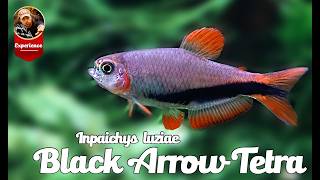 Miniatura filmu z YouTube