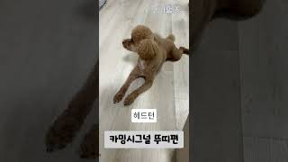 카밍시그널 실전편( 뚜띠 특별 출연)