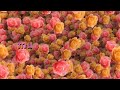 FLOWER SONGS JOSHWA SRUTHI INSTRUMENTAL