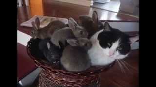 The Fixx: 'Calm Animals'; Full-Album Uploaded in 720p HD