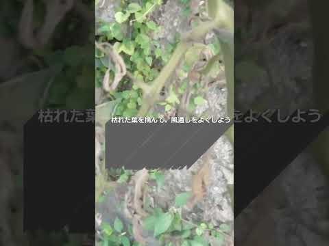 トマトの葉に白い斑点ができる 3 つの原因 (およびその対処法)  庭園