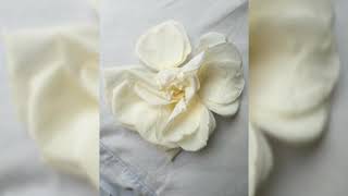 Que te has creido - Sergio Vargas (letra)