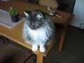 Here Kitty Sparks with Bloebloe and Gligli