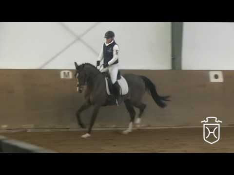 05 Holsteiner Stute von Casall - Contender - Latino